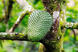 Durian Belanda: Buah Versatil Kaya Dengan Khasiat